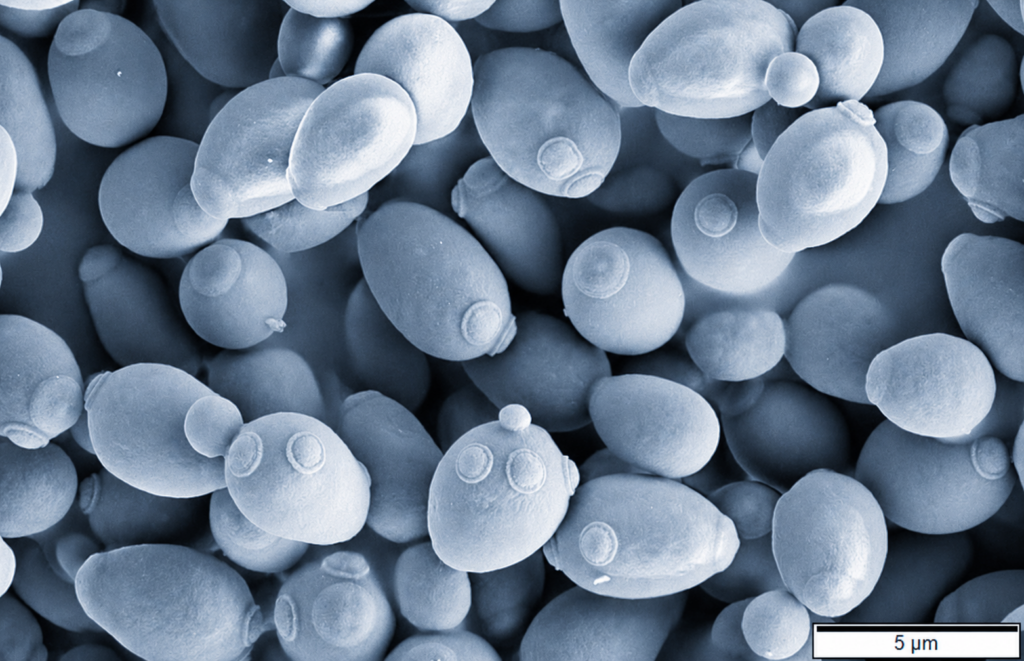 Light blue-grey scanning electron micrograph of budding Saccharomyces cerevisiae yeast cells, showing oval cells at different stages of division with a 5 µm scale bar.
